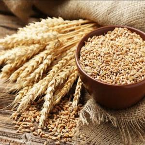TRADITIONAL WHEAT