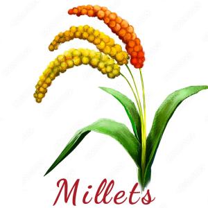 MILLET RICES