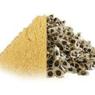 DRUMSTICK_SEEDS_(MURUNGAI_VITHAI_AHIJAN)_POWDER_50G_-_KANNADIYAR