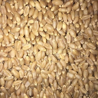 AYULL_EMMER_WHEAT_WHOLE_5KG_