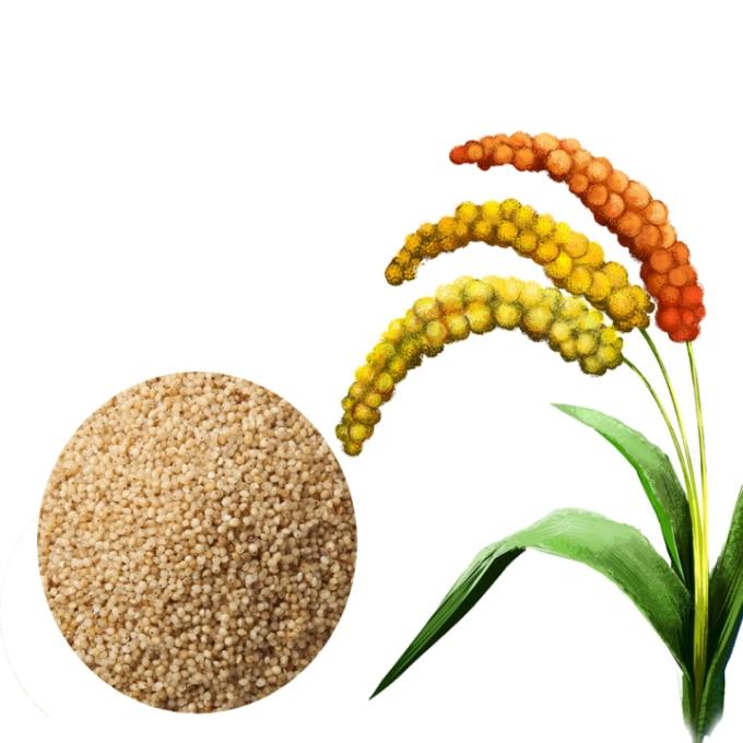 AYULL_BARNYARD(KUTHIRAVALI_OODALU_JHANGORA)_MILLET_1KG