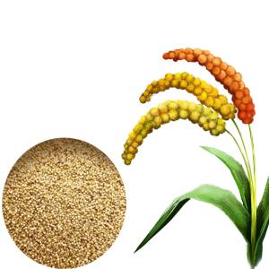 AYULL_FOXTAIL_MILLET_5KG