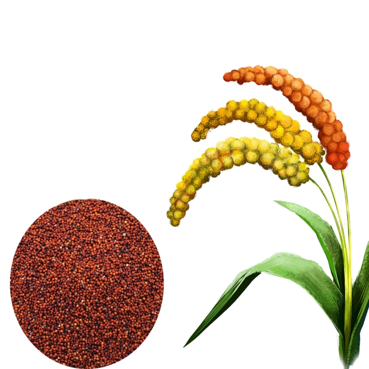 ragi plant clipart image