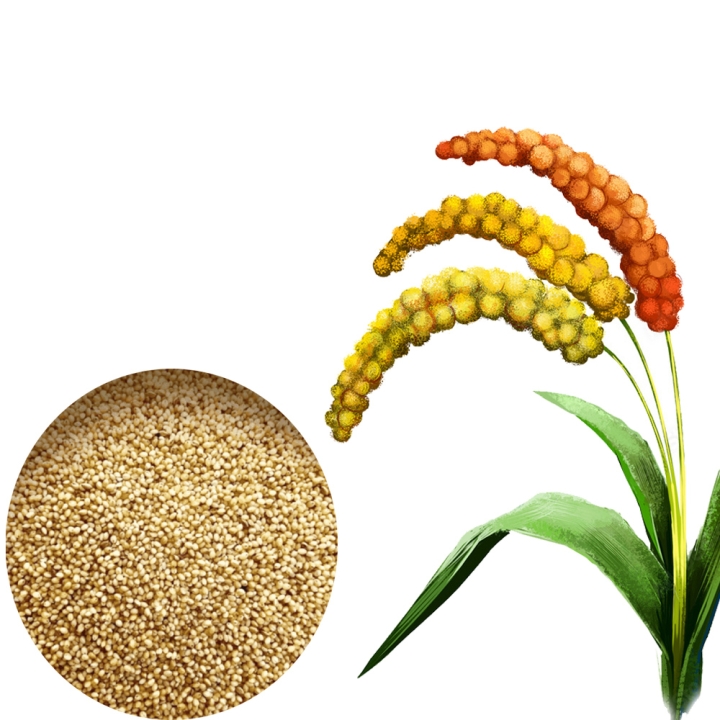 AYULL_FOXTAIL_MILLET(THINAI_NAVANE_KANGNI)_500G_