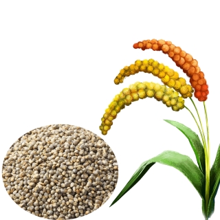 AYULL_PEARL_MILLET_(KAMBU_SAJJE_BAJRA)_500G_(NAATI)_