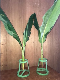 IRON_BANANA_STEM_HOLDER_SET